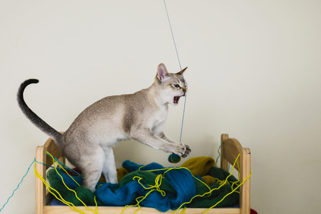 polujący drapieżnik zagadkowy kot