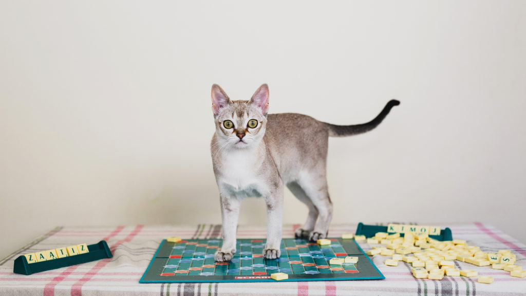 inteligentne koty zagadka