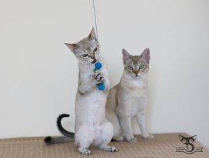 zalety korzyści dla kota i człowieka z zabawy z kotem