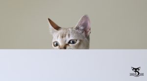 kocie zabawy jak się bawić z kotem