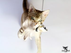 rasa Singapura charakter kot singapurski