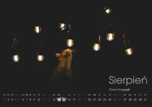 kalendarz z kotami SingaLove