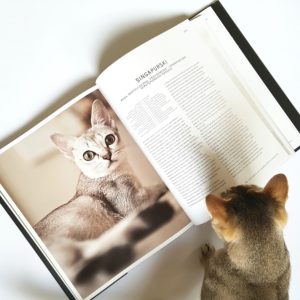 Singapura - charakter