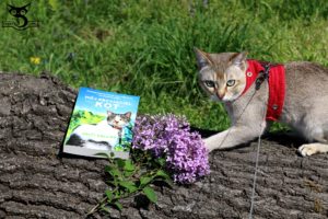 SingaLove mój przyjaciel kot recenzja