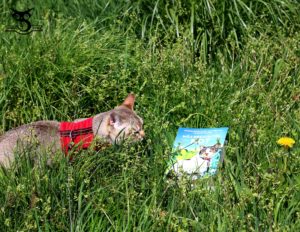 książka dla kociarzy SingaLove