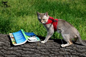 recenzja książki o kotach Britt Collins