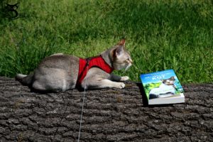 recenzja książki Mój przyjaciel kot SingaLove